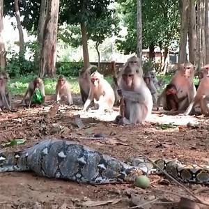 Wild Python Snake Strangles Monkey As Troop Tries To Help. | Snake Doctor
