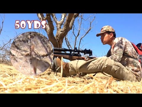 Rabbit (cottontail) Hunting with Air Rifle