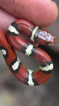 INSANE Snake Hunting! - RARE Milk Snakes!
