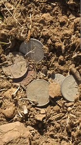 Best pinpointer gold detector! Many coins are found. #metaldetecting #coins #treasure | GO finder