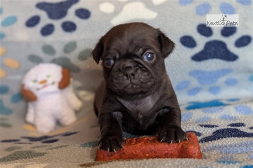 Phoenix - Pug Puppy 84E546
