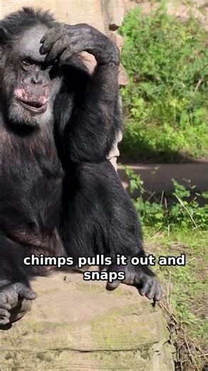 How Chimps Fish with Sticks for Termites