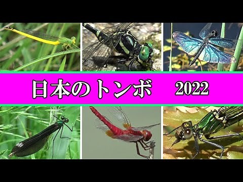日本のトンボ 23種 2022