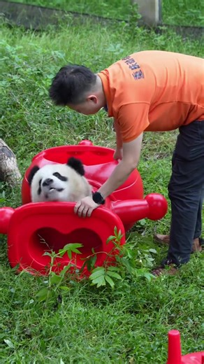 So Funny😅: this panda STUCK IN its toy! Can not get out! keeper and panda funny moments!#funny #panda