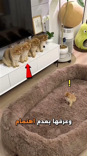 The cats roasted this guy in the most unexpected way 😂🔥🤌🏻 #cats #funnycats