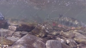 Spawning of Nase carp under water. Close up Spawning of Chondrostoma nasus freshwater fish in the river habitat.