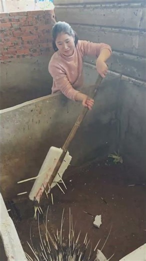 ముళ్లపంది ముళ్లు ఇలా తీస్తారా? అసలు నిజం ఏమిటి?