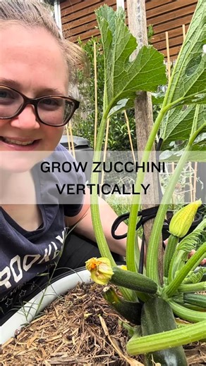 Grow Zucchini Vertically! 🌱⬆️ Growing zucchini vertically for the first time this season! 🌱⬆️ In this reel I show how I stake my zucchini and explain why I’m giving the vertical method a go — better airflow, less powdery mildew, saving space, and easier harvesting. It’s a simple setup but I’m excited to see how it performs over summer. Have you tried growing zucchini this way? #GardeningAustralia #GrowItLocal #zucchini #VerticalGrowing #SmallSpaceGardening #HomeGrownFood | The Suburban Homeste