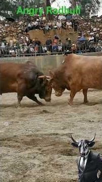 Angry RadBull 🐂Crazy Powerful Fights💪 #shots #ytshorts #Bull #Animal #Virlshorts #Shortfeed
