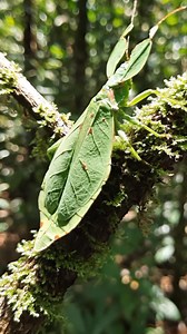 🍃 This is the LEAF INSECT — Nature’s Perfect Disguise! 🤯 Native to tropical forests of Southeast Asia and Australia, the Leaf Insect is a master of camouflage, mimicking real leaves with incredible detail—right down to veins, spots, and even “bite marks.” This amazing disguise helps it avoid predators, allowing it to sway gently like a leaf in the breeze while feeding on plants. Peaceful and harmless, this insect is a stunning example of evolution at its finest and plays a role in maintaining 
