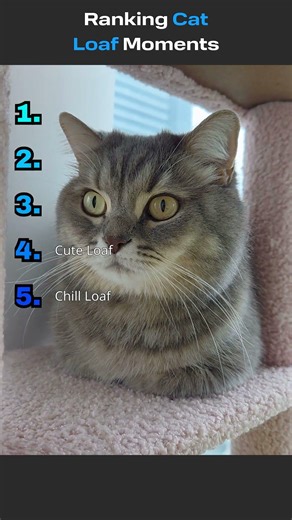 Ranking Cat Loaf Moments #catshorts #funny