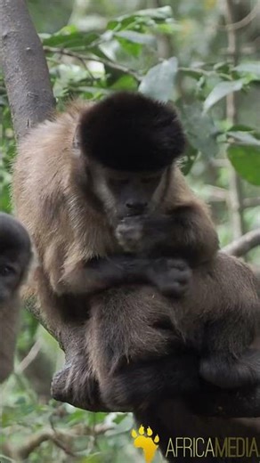 Monkeyland: February '26 Brown or Tufted Capuchin