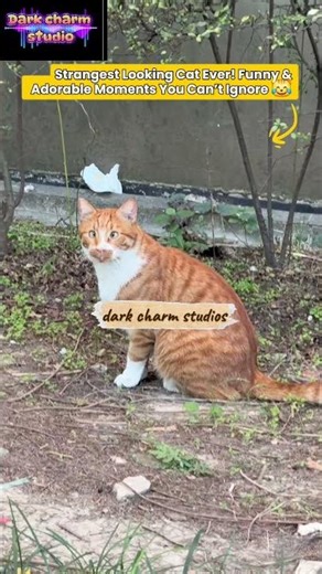 Strangest Looking Cat Ever! Funny & Adorable Moments You Can’t Ignore 😹