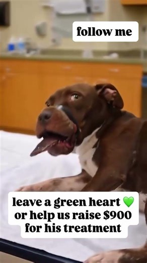 Please subscribe 🙏 #pets #unitedstates #unitedkingdom #germany #canada #Europe #france #spain