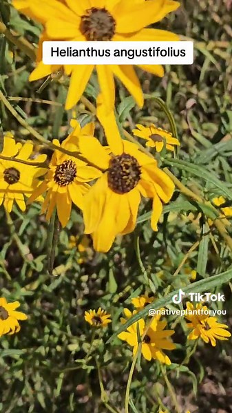 Helianthus angustifolius, Swamp Sunflower. #Helianthus #helianthusangustifolius #plantrecommendations #biodiversity #planttalk #conservation #wildflowers #nature #nativeplants #planttalk #planttok #pollinators #pollinatorg