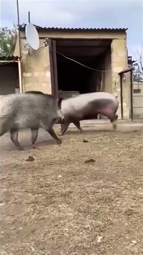 Crossbreeding of wild boar with domestic pig