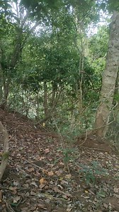 Kita lepaskan✌🏼🐗🐗 masih kecil-kecil 😁✌🏼🙏🏼 | Michael Emor