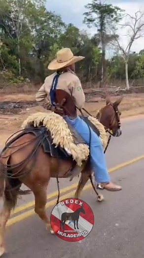 #redexmuladeiros #agro #muladeiros #muares