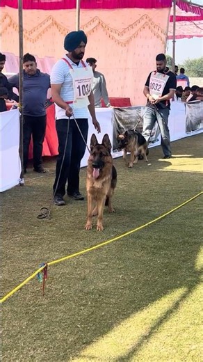 German Shepherd In Calcutta Kennel Club Dog Show #germanshepheard #calcuttadogshow #shorts #trending