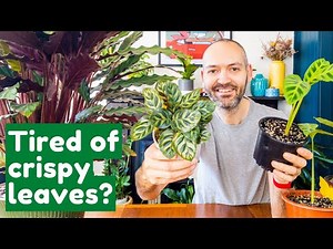 Why Your Calathea’s Leaves Keep Getting Brown Edges | Full Care Guide