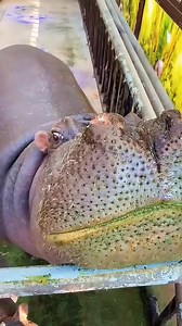 Unique Friendship With a Hippo | Human Adventures