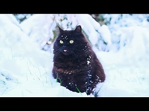 The BEST Cats in Snow 4K Video 😂 No AI, No Music