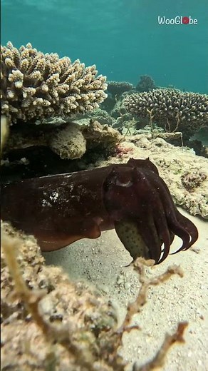 Mesmerizing Ocean Life: Cuttlefish's Serene Swim Captured || WooGlobe
