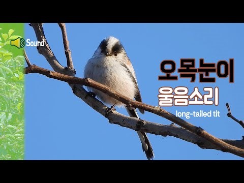 오목눈이 울음소리 long-tailed tit song, call