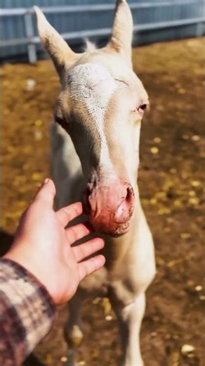 The pony's two big eyes were like two giant light bulbs