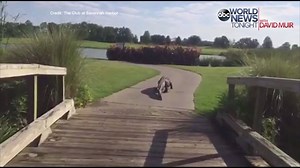 121K views · 1.1K reactions | HEY, CHESTER: What are you up to? Chester the alligator, The Club at Savannah Harbor's resident giant reptile, is caught on camera strutting through the golf course. | ABC World News Tonight with David Muir | Facebook