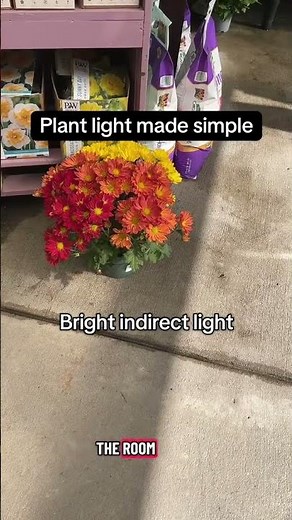 Houseplant light explained 🌞➡️🌘 Direct, bright indirect, medium, and low light made
