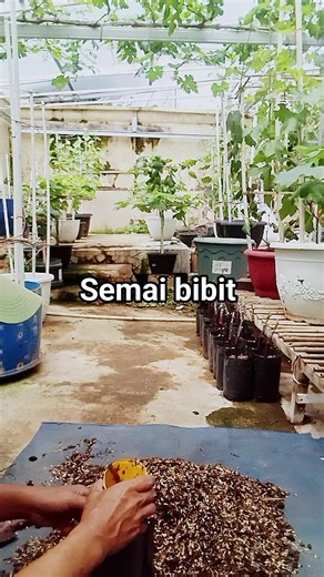 Belajar semai bibit anggur #seasons | Adeta Grape