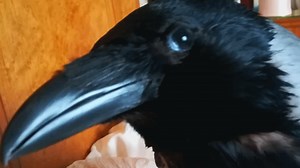 166K views · 11K reactions | Woman adopts a special needs crow. And discovers he's like a dog. Thanks to instagram.com/varia.and.birds for the interview | GeoBeats Animals | Facebook