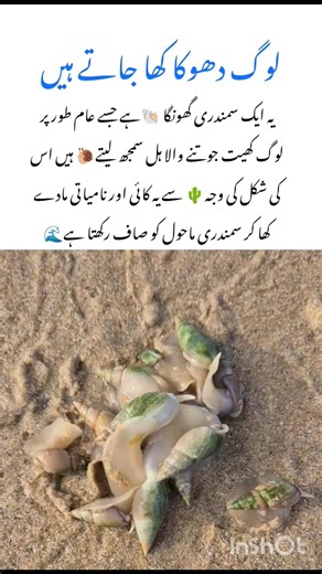 Meet the Plough Snail 🐌wildlife nature facts #snail #naturefacts #wildlife #nature #shorts