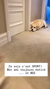 Et toi quelle team ? 😆 ➡️ Commente GO pour reçevoir un programme de sport gratuit de 7 JOURS guidés à la maison avec @candice.fitcoach, coach sportive. Objectifs : brûler des calories, se maintenir en forme avec des séances faciles, rapides et efficaces de 10min seulement. . #sportàlamaison #pertedepoids #ventreplat #salledesport #domyosclub #basicfit #humour #chienheureux #chienmignon #goldenretriever #enforme #femmeactive #mamanactive | Candice Fitcoach