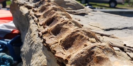 Elkhorn man finds possible 90-million-year-old fish fossil in Missouri River