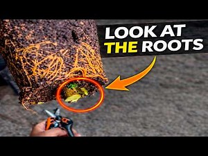 How to Remove an Air Layer from a Lemon Tree (Step by Step)