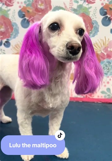 Lulu the Maltipoo: Creative Grooming Transformation
