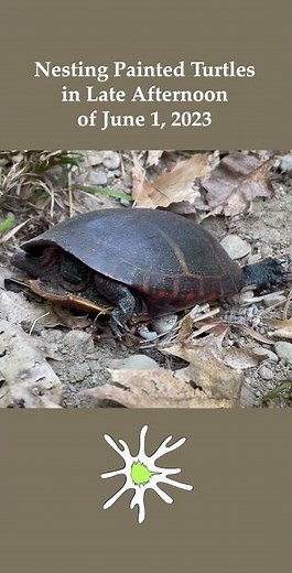 Nesting Turtles in Late Spring
