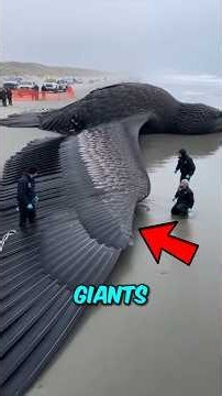 Top 5 Ocean Giants That Never Stop Growing