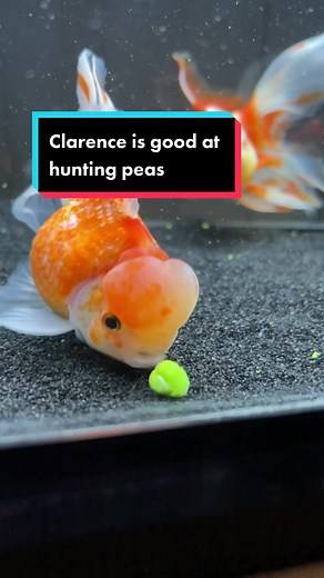 Big Brained Goldfish: The Power of Clarence in the Aquarium