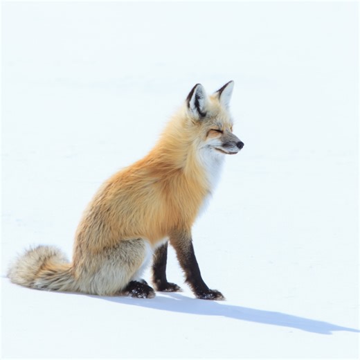 Discover the Greater Yellowstone Ecosystem's spectacular winter transformations on an unforgettable wildlife safari! 🦌 Marvel at elk, bison, wolves, and other animals showcasing incredible adaptations for survival. Join us on a guided tour in Grand Teton or Yellowstone to appreciate this remarkable winter wilderness! | Jackson Hole Wildlife Safaris