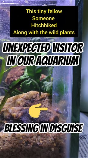Unexpected visitor in our Fish Tank #shorts #vlog #hobby #fishtank