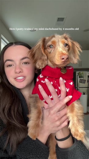 Potty Training Tips for Mini Dachshunds