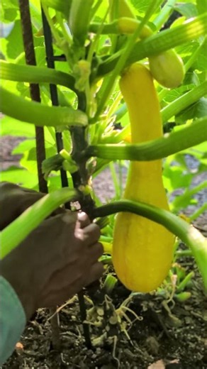 My Secret to Growing Zucchini Upright