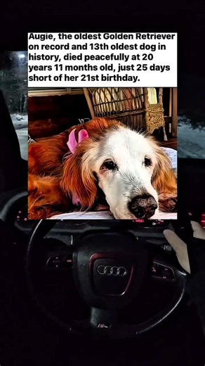 Augie, the oldest Golden Retriever on record and 13th oldest dog in history,