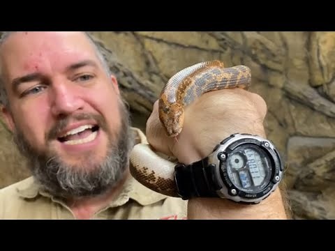 Creature Feature: All About Kenyan Sand Boas!