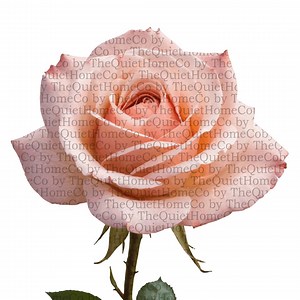 15 Blush Rose PNG Clipart Set | Watercolor Pink Roses With Leaves | Transparent Background | Printable Wedding, Floral Design | Set #20 - Etsy UK