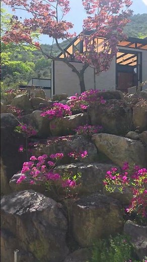 거창반값여행 숙소로 샛담펜션은 어떠세요 봄이 한창인 이곳~~~ 기분 업 할 수 있는 장소입니다 #샛담펜션 #거창펜션 #거창반값여행숙소