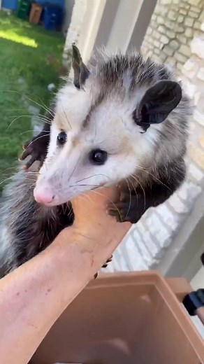 Opossum in da can fo today. #opossum #opossumlove #fyp | possum